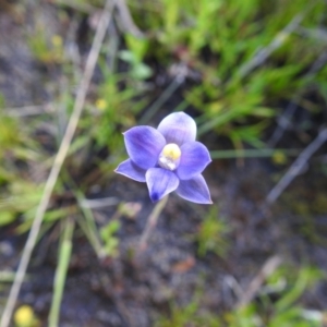 Thelymitra sp. at Carwoola, NSW - 7 Nov 2021