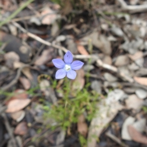 Wahlenbergia sp. at Carwoola, NSW - suppressed