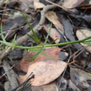 Wahlenbergia sp. at Carwoola, NSW - suppressed