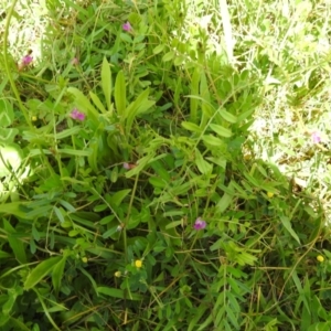 Vicia sativa at Carwoola, NSW - suppressed