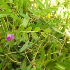 Vicia sativa at Carwoola, NSW - 7 Nov 2021