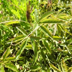 Passiflora caerulea at Carwoola, NSW - 7 Nov 2021