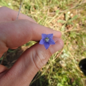 Wahlenbergia sp. at Carwoola, NSW - suppressed