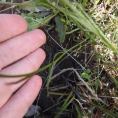 Wahlenbergia sp. at Carwoola, NSW - suppressed