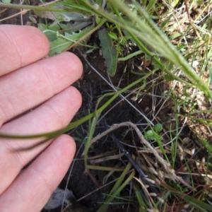 Wahlenbergia sp. at Carwoola, NSW - suppressed