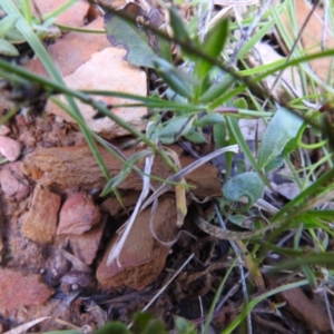 Wahlenbergia luteola at Carwoola, NSW - suppressed