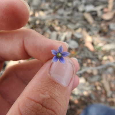 Wahlenbergia luteola (Yellowish Bluebell) at Carwoola, NSW - 7 Nov 2021 by Liam.m
