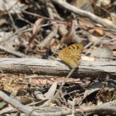 Heteronympha merope (Common Brown Butterfly) at Carwoola, NSW - 7 Nov 2021 by Liam.m