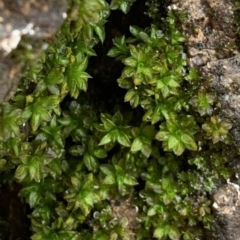 Syntrichia sp. (genus) (A moss) at Parkes, ACT - 7 Nov 2021 by JanetRussell