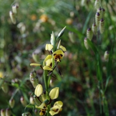 Diuris sulphurea (Tiger Orchid) at Garran, ACT - 5 Nov 2021 by Ct1000