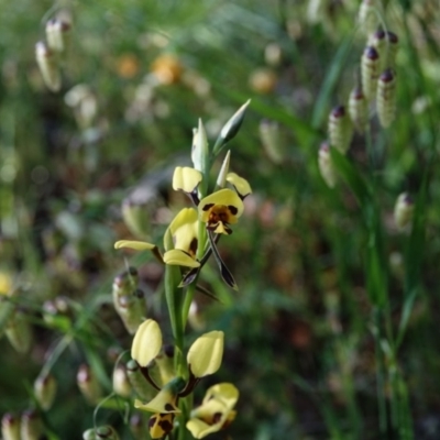 Diuris sulphurea (Tiger Orchid) at Garran, ACT - 5 Nov 2021 by Ct1000