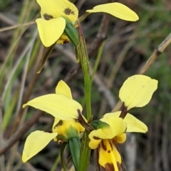 Diuris sulphurea (Tiger Orchid) at ANBG South Annex - 7 Nov 2021 by abread111