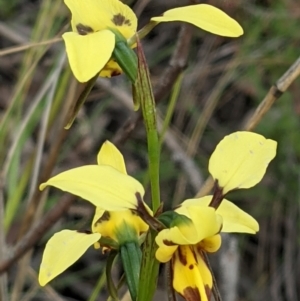 Diuris sulphurea at Acton, ACT - suppressed