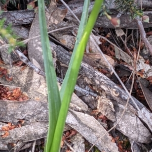 Diuris sulphurea at Acton, ACT - suppressed