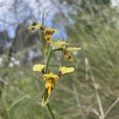 Diuris sulphurea (Tiger Orchid) at Campbell, ACT - 7 Nov 2021 by Rebeccaryanactgov