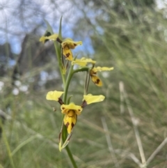 Diuris sulphurea (Tiger Orchid) at Campbell, ACT - 7 Nov 2021 by Rebeccaryanactgov