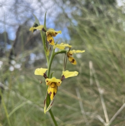 Diuris sulphurea (Tiger Orchid) at Campbell, ACT - 6 Nov 2021 by Rebeccaryanactgov