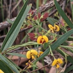 Daviesia mimosoides subsp. mimosoides at ANBG South Annex - 7 Nov 2021 by abread111