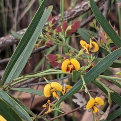 Daviesia mimosoides subsp. mimosoides at Acton, ACT - 7 Nov 2021 by abread111