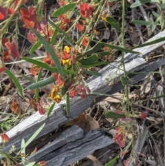 Daviesia mimosoides subsp. mimosoides at Acton, ACT - 7 Nov 2021