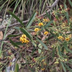 Daviesia mimosoides subsp. mimosoides at Acton, ACT - 7 Nov 2021