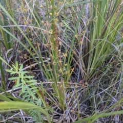 Drosera auriculata (Tall Sundew) at Acton, ACT - 7 Nov 2021 by abread111