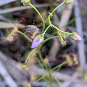 Drosera auriculata at Acton, ACT - 7 Nov 2021