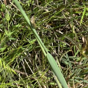 Taractrocera papyria at Murrumbateman, NSW - 7 Nov 2021