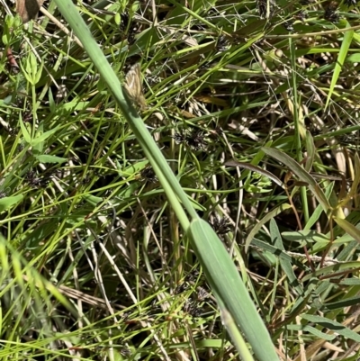 Taractrocera papyria (White-banded Grass-dart) at Murrumbateman, NSW - 7 Nov 2021 by SimoneC