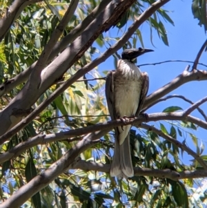 Philemon corniculatus at Welaregang, NSW - 7 Nov 2021