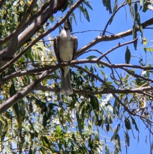 Philemon corniculatus at Welaregang, NSW - 7 Nov 2021