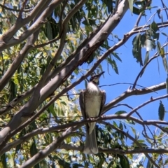 Philemon corniculatus at Welaregang, NSW - 7 Nov 2021