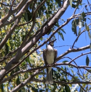 Philemon corniculatus at Welaregang, NSW - 7 Nov 2021