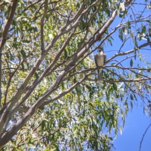 Philemon corniculatus at Welaregang, NSW - 7 Nov 2021