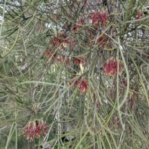 Amyema cambagei at Stromlo, ACT - 7 Nov 2021