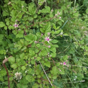 Rubus parvifolius at Stromlo, ACT - 7 Nov 2021 05:01 PM