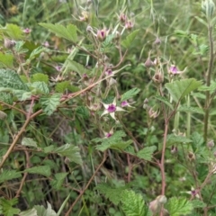 Rubus parvifolius at Stromlo, ACT - 7 Nov 2021 05:01 PM