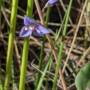 Veronica perfoliata at Acton, ACT - 7 Nov 2021