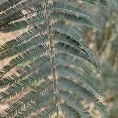 Acacia dealbata subsp. dealbata (Silver Wattle) at Nariel Valley, VIC - 6 Nov 2021 by Darcy