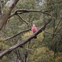 Eolophus roseicapilla (Galah) at Nariel Valley, VIC - 6 Nov 2021 by Darcy