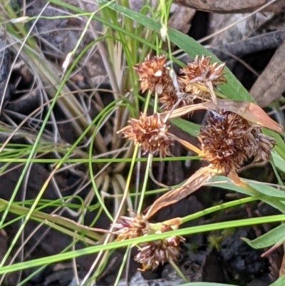 Luzula ovata (Pyramid Woodrush) at ANBG South Annex - 7 Nov 2021 by abread111