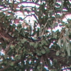 Artamus cyanopterus (Dusky Woodswallow) at Colac Colac, VIC - 6 Nov 2021 by Darcy