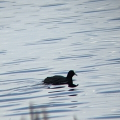 Fulica atra (Eurasian Coot) at Colac Colac, VIC - 6 Nov 2021 by Darcy