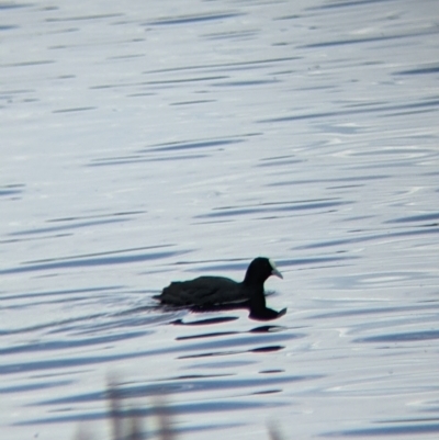 Fulica atra (Eurasian Coot) at Colac Colac, VIC - 6 Nov 2021 by Darcy