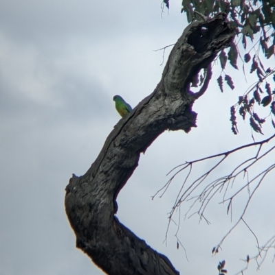 Psephotus haematonotus (Red-rumped Parrot) at Colac Colac, VIC - 6 Nov 2021 by Darcy