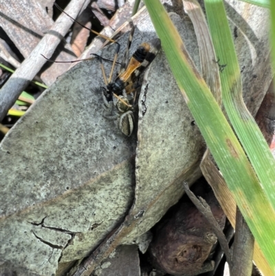 Maratus scutulatus (A jumping spider) at Murrumbateman, NSW - 7 Nov 2021 by SimoneC