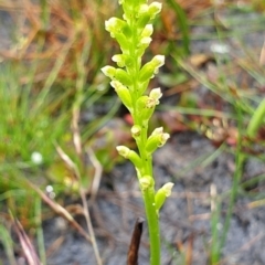 Microtis sp. (Onion Orchid) at Cape Conran, VIC - 7 Nov 2021 by drakes