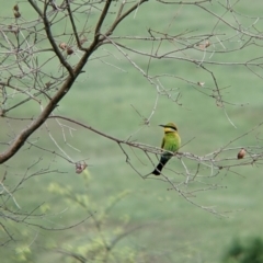 Merops ornatus (Rainbow Bee-eater) at Towong, VIC - 6 Nov 2021 by Darcy