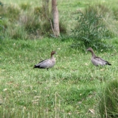 Chenonetta jubata (Australian Wood Duck) at Towong, VIC - 6 Nov 2021 by Darcy