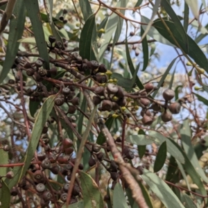 Eucalyptus rossii at Whitlam, ACT - 7 Nov 2021